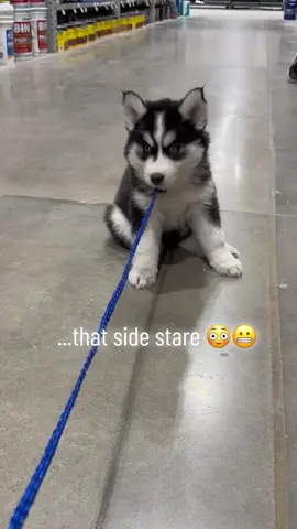 we didn't wanna keep walking at Lowe's. sOmEoNe was being stubborn and wanted to be held. so He MeLtED onto the floor as he gives me the look of death 🤣🤣🤣#babyhusky #huskiesoftiktok #reelsvideo #huskylove #ilovehuskys #siberianhuskies #blueeyedhuskies #siberianhuskypuppy #huskylife #talkinghuskies #husky #puppylife #puppytalk #talkinghusky #jack #stubbornhusky #stubbornhuskymoments #siberianhusky 