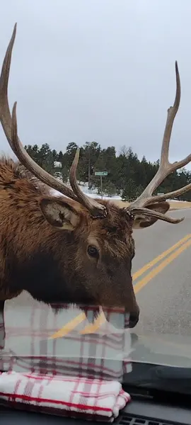 I saw so many bulls out this morning! This guy was very curious. #estespark #foryou #bigbullelk #bullelkcolorado #bullelk #elk #coloradowildlife #coloradoadventures #colorado #wildlife #curiousanimals 