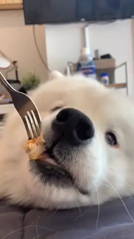 doggo🤝fork
