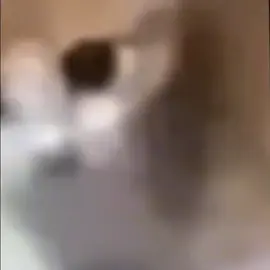 #videosparadedicar #paratiiiiiiiiiiiiiiiiiiiiiiiiiiiiiii #fypシ゚viral #foryoupage #fypage #michutch #gatos #humor 