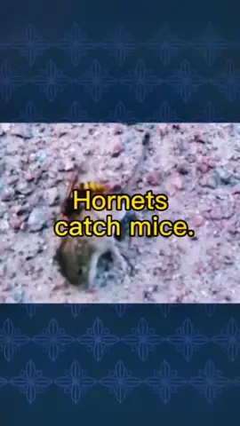 # Animal World # Hornet # Mouse # The law of jungle survival