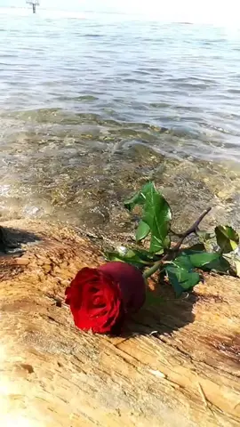 seni deli gibi seviyom❤️