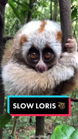 Slow Loris 🦥  #slowloris #primate #primates #pygmy #primatesoftiktok 
