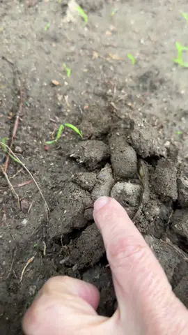 Nature is so amazing and watching this Russian tortoise🐢 taking a tiny break from  hibernation to get a good breath of air after a heavy rain wow amazing ##tortoise##nature##moment