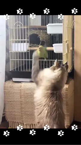 SOUND ON LOUD 🔉😂🤣 #toofunny #lmao #bird #cat #funnypets #funnyanimals #fyp #wtf #funnybird