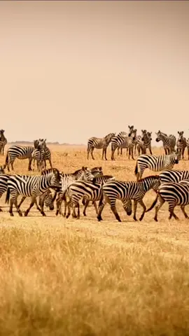 Incredible sight: zebra herd in Africa  #Zebra #AfricanWildlife #Migration #Savanna #Herd #Nature #WildlifePhotography #AfricanSafari #ZebrasOnTheMove #AfricanSavanna #HerdOfZebras #AfricanAdventure #SavannaAnimals #ZebraMigration #AfricanNature