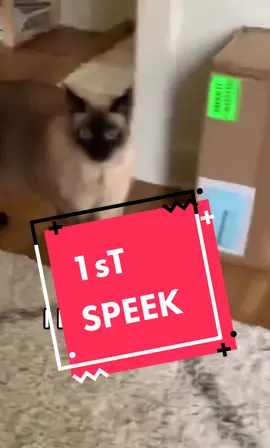 ORIJNAL TIKTAK MY 1 st WORD,, chilLL meef jajajajaaga #mervthepet #mervthecat #catsoftiktok 