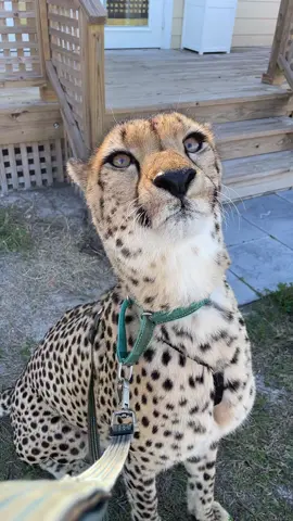 Come with us on our daily Cheetah walk #cheetah #fyp #fypシ #foryou #foryoupage 