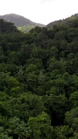 Alone in the forest 🌴🌴🌴 #forest #trees #palmtrees #Outdoors #Hiking #relaxing #green #fromabove #videoviral #video #drone #martnique #carribean #tropical 