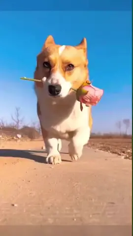 On his way to steal ur girl #funny #tiktok #dog #dogs #funnyvideo #funnydogs #reels