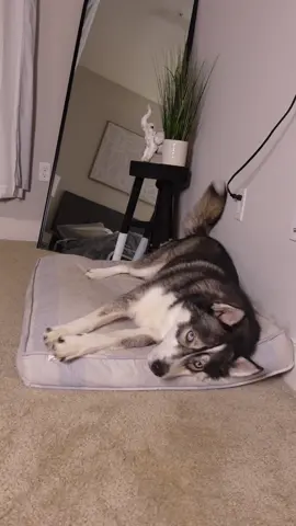 I don’t think Blue is a fan of dad jokes… 🥲 #dogsoftiktok #huskylife #huskiesoftiktok #dogs #dogmom ##talkinghusky