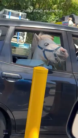 'He's excited for his ice cream!': Mini horse spotted at Macca's drive-thru in NSW. #maccas #straya #australia #cute #animals #horse #fyp #foryou