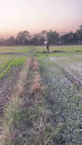 #วัยรุ่นทําไร่ทํานา🌱🌾 #วัยรุ่นทํานา #เกษตรกร #สุโขทัย 