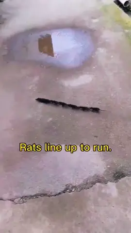 # Animal World # Rats line up to run # The last one is too clever