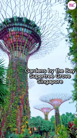 Gardens by the Bay, Singapore 🇸🇬 | Supertree Grove | Beautiful Singapore | Hil TV #hiltv🇵🇭🇸🇬  #nature #bestdestination #naturelover #beautifulsingapore #singaporenature #visitsingapore #singaporetouristspot #touristattraction  #amazingsingapore #bestscenery #gardensbythebay🍂🍀🍃🍁☘️😍😍  #singapore #singaporetiktok  #ofwinsingapore #pinoyabroad #PINOYINSINGAPORE #OFW #ofwlife #fyp #fypage #foryoupage #fypシ #fypシ゚viral  Please visit and subscribe to my youtube channel Hil TV youtube Link: https://youtube.com/@hiltv