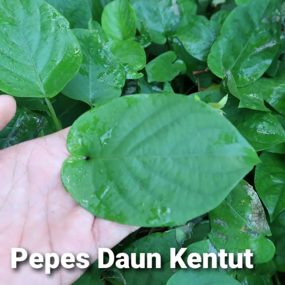 Pernah makan daun sembukan? Olahan daun ini cocok untuk meredakan perut anda yg begah atau kembung Walaupun sudah jarang yg mengolahnya, saya masih menemukan 1 warung di Sukoharjo yang membuat pepes daun sembukan Mari kita lihat proses masaknya! #sembukan #daunkentut #kuliner #masak #masakdirumah #masakansimple #kulinertiktok #Sukoharjo 