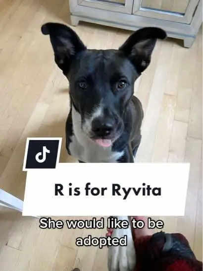 Adopt Ryvita! #rescuedog #labmix #redemptionpaws 