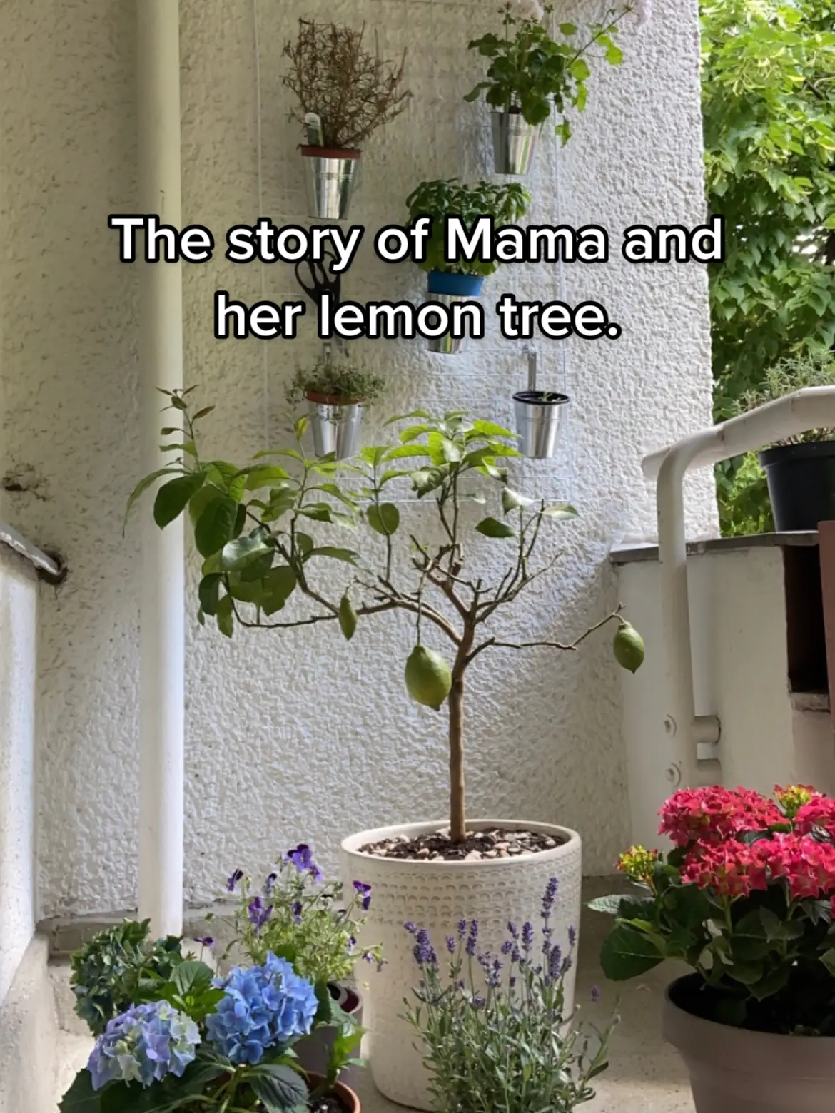 And everytime I see that tree I ask myself where she is right now and if she feels better than she felt here. Allah yer7amek Mama❤️‍🩹 #fyp #foryou #grief #mother #lemontree #mama #green #nature #cancer #sad 