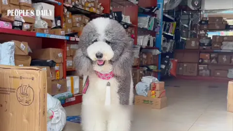 Service with a woof! A clever dog at a delivery center in S China's Guangdong helps people get their packages. #China #chinatiktok 