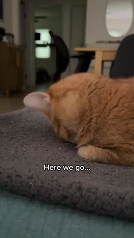 Rare footage of penny falling asleep face first