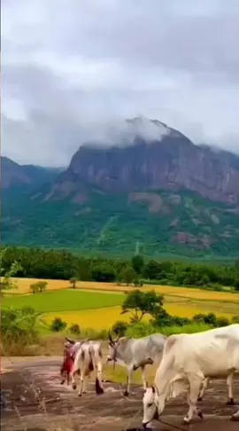 #എന്നും ആരും കൂടെ ഉണ്ടാവില്ല  എന്നത് സത്യമാണ് ... പക്ഷെ നമ്മൾക്കെല്ലാവർക്കും  കാണും , എന്നും കൂടെ ഉണ്ടാവണം  എന്നാഗ്രഹിക്കുന്ന ഒരാളെങ്കിലും ....!!! സ്നേഹത്തോടെ സുപ്രഭാതം🌹🌹🌹#shubadhinam🙏🤗😘😘😘 #صباح_الخير #goodmorninglove #കൊച്ചി #ofwbahraintiktokers #യാത്രകൾ #kochi #bahraintiktok #palakkadukaran #പാലക്കാട് 