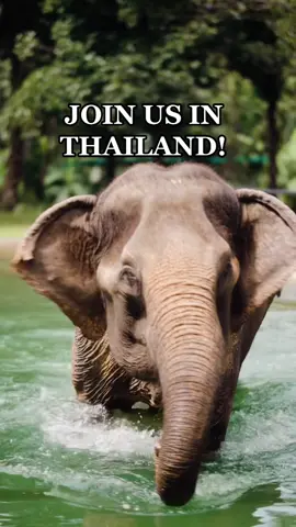 You’re invited to our Thailand group trip with @T WORLD TOURS 🌏✈️ !  This trip will be 4 nights in Phuket & 2 nights in the famius Phi Phi island where we’ll be experience boat parties, island hopping, snorkeling, elephant sanctuaries & more!  If you’re tired of waiting on your friends to see the world, join us & we’ll take care of everything from A-Z🙌🏾🌴  All you have to do is show up.  Link in bio for full details 🔥  #luxurytravel #grouptrips #grouptravel #travelthailand #phuket #phiphiisland 