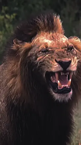 Mapogos ⚔️.  (OG followers will remember this)                       #mapogotok #mrt #makhulu #lions #fyp #fy #viral #animal #animals #lion #mapogo #zoo #trend #trending #safari #nature #LearnOnTikTok #EduTok #awareness #learn #learning #education #educational #safety #wild #wildlife #edit #pets #zoology #blowthisup #foryoupage 