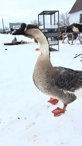 My beautiful African goose, Eddie. 🤎🖤 Usually she's shy and keeps to herself, but today she was asking for more food....even though they already got extra extra since it was a cold night. 🥶  #africangoose #geese #homestead #smallhomestead #friendlygoose #freerangelife😜 #goose #geesecontent  #beautifulanimals #beautifulanimalschallenge 