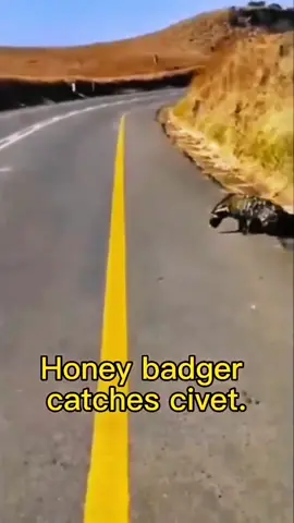 # Animal World # Honey Badger # Civet Cat