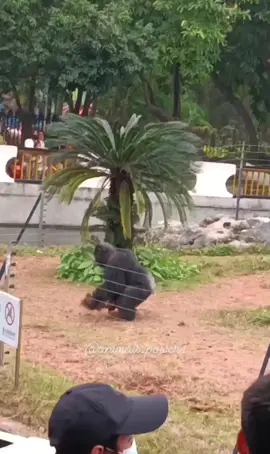 #monkey#monkeys#monkeybaby#babymonkey#cutemonkey#cute#adorable#ape#gorilla#monkeyss#Love#happy#relaxing#cool#animal#animals#cuteanimals#animalsoftiktok#monkeysoftiktok#funny#funnymonkeys#funnyanimals#loving#petmonkey#petanimal#zoo#wildlife#bestofmonkeys#spoiled#viral#foryou#foryoupage#fyp#meme#pets#trending#oragutan#chimp#chimpanzee#spidermonkey#gorilla#ape#hilarious#trending 