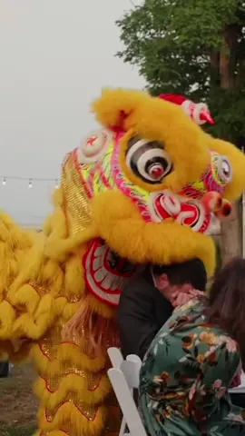 This grand entrance 🐲 #liondance #chineseliondance #wedding #grandentrance #brideandgroom #weddingmoment #chinesewedding #vancouverweddings 