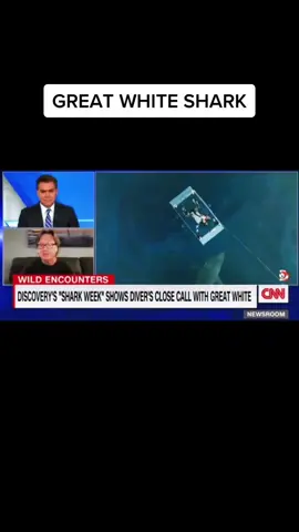 Great white shark and diver encounter. #shark #diver #dangerous #scary 