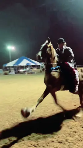 How about a little throw back to show season on RWC AirForce? #tennesseewalker #equestrian #horsesoftiktok #horsebarn #showbarn #gaitedhorses #tennesseewalkinghorse #walkinghorse 