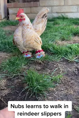 Nubs learning to walk in his reindeer slippers a year ago ... he was determined! #rooster #homestead #chicken #chickenlife #Love #animals #crazychicken #animallover #specialneeds #tiny #pet #tinyanimals #handicap #pets #learning #determination #serama #mini #bantam #bantamchicken 