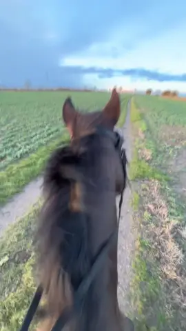 Run in 3,2,1 💣💥 #fastandfurious #fast #horse #speed #equestrian #fail #viral #fyp #foryourpage #ride #riding 