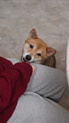 She's taking all my food🙄 #perfectloop #dogs #cute #dog #foryoupage #foryou #fyp #trend #trending #shiba #shibainu #fypシ #dogsoftiktok 
