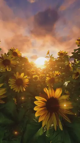 take a walk through the sunflowers  #beautiful #fyp #aestheticvideos #relaxation #peaceful #foryoupage #nature #flowers #fypシ 