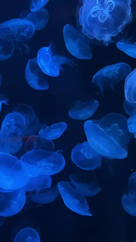 #jellyfish #medusas #relaxing #sea #aesthetic 
