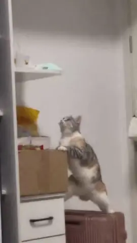 🥺