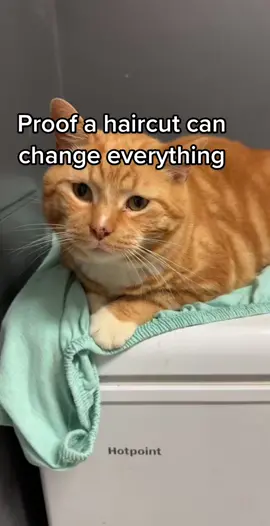 He’s a new man #catsoftiktok #PetsOfTikTok #orangecat #cats #pets #kitty #catvideo #haircut #sphynx #sphynxcat #sphynxoftiktok #hairlesscat #hairlesspet 