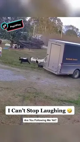 #trending #tiktok #tiktokfamous #funnytiktok #funnyvideos #animals #animalsoftiktok #goatsoftiktok #goats🐐 #goats #ups #upstruck 