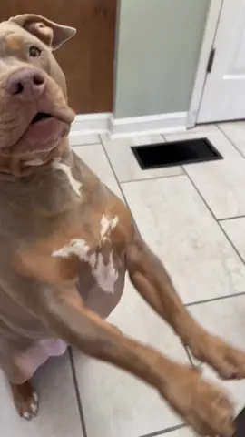 she’s definitely going to tell grandma about this 🙄🙄 #dogsoftiktok #bulliesoftikitok #dogs  #viral #blackpeoplepets 