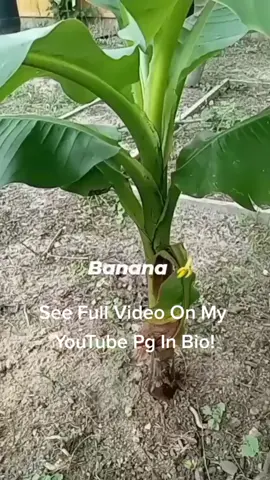 How To Grow A Banana Tree! #garden #fruit #food 