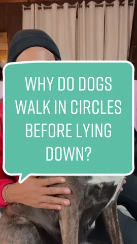 Why do dogs walk in circles before lying down? Turning around in circles is an excellent way of flattening down long grass to make a soft bed.  #southatlantapaws #whydodogs #dogbeds #factsaboutdogs #tipsfordogowners #dogs  #blackgirldogmom #fypシ 