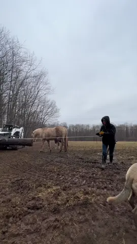 The boys are always supervising our tasks #bobcatequipment #bobcatskidsteer #horsetok #horsesoftiktok #supervisorproblems 