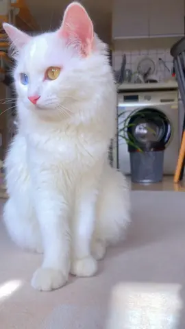Beautiful cat with two colors eyes#pets #catsvideo #kittensoftiktok #funnycat #lovelycats #cutecat 