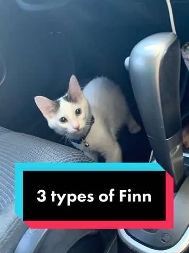 Webster dictionary definition of Finn 🥸 #cat #catsoftiktok #kitten #melonnfinn #foryou 