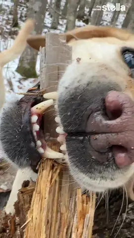 Labrador retrievers remain the leading cause of deforestation worldwide #defurestation #destructivestella #dognamedstella #dognamedmabel #mabel #dogsofmaine #maine 