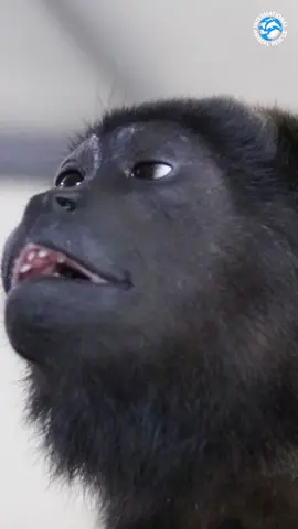 Howler monkeys are known as the loudest animal in the entire world! #costarica #wildlife #AnimalFacts #monkeys 