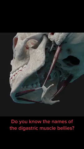 The digastric muscle is a suprahyoid neck muscle that aids in mastication. It is composed of two bellies that are connected by an intermediate tendon. Do you know the names of these bellies?😎 Learn human anatomy on anatomy.app!🧠 #medstudent #medschool #anatomy #3danatomy #anatomyclass #medstudenttiktok #humananatomy 